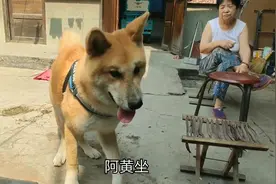 狗狗能认出没见过主人的家人吗，是靠嗅觉吗，这也太准了视频封面