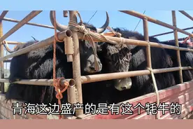 一头牦牛5500，来自真正的大西北青海，这个价格怎么样？