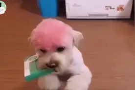 狗狗听主人生病了，急忙去拿药给主人，一听传染病立马跑进屋里视频封面