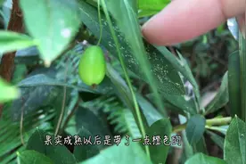 老鼠拉冬瓜，问你可爱不可爱，南方药用植物颜值高，有人见过吗？