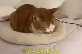 如果在一只猫睡觉的时候我们疯狂打扰他会发生什么？