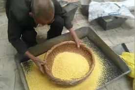 包谷榛子原来是这样加工的，千万别告诉别人哦