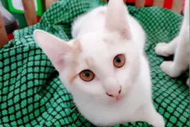 手指吸引小猫咪的注意力，铲屎官趁机拍可爱小奶猫视频封面