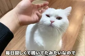 你会玩猫咪吗？你会撸猫吗？看看人家日本小姐姐怎么玩猫撸猫的！