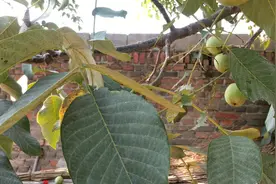 农村核桃上爱长1种小虫子，大人小孩都怕它？解毒方法很特别..视频封面