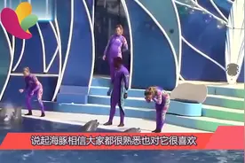 为什么海豚更喜欢亲近孕妇 知情人称简直是天然B超