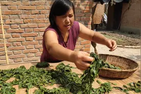 芝麻叶储存方法，一煮二晒做好这两步，不发霉不长毛，方法白送