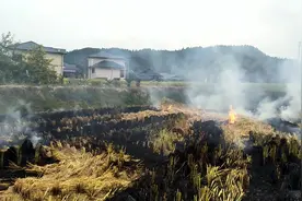 小杨今天把稻谷杆焚烧了，太污染环境了，大家有什么好办法吗？视频封面