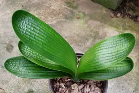 粗筋大格黄和尚 君子兰视频封面