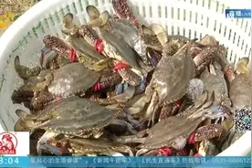 【中秋消费提醒】青岛：秋风起 蟹黄肥 梭子蟹大量上市