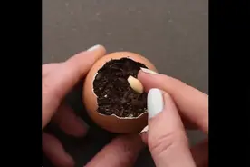 为这12种聪明的植物插上了根-DIY园艺和开花技巧视频封面