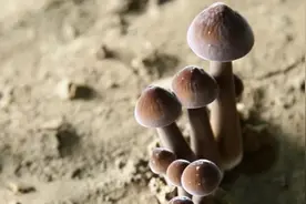 常吃鸡枞菌竟然好处这么多