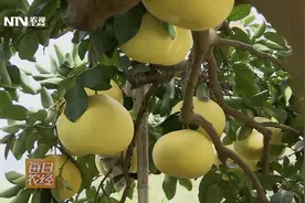 一棵柚子树能卖1000万！比猪肉还贵，到底哪里不一样