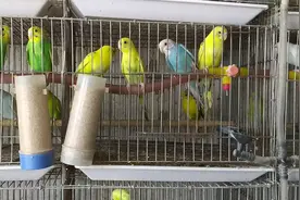 湖北最大的虎皮鹦鹉养殖场   湖北锐锋鹦鹉养殖有限公司视频封面