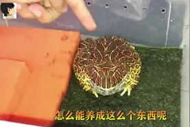 大角蛙吃蟑螂被卡住了，急的用小短腿去扒拉，太可爱了吧视频封面