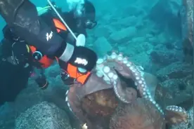 潜水员遇到大章鱼袭击，同伴用棍子在章鱼背上挠痒痒，章鱼才放手