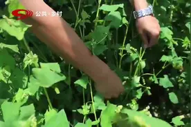 凉山：苦荞种植历史最久，品质最优良，被誉为“苦荞之乡”视频封面