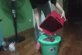 涂涂：一个月后过滤渣滓，看了这样的葡萄酒自制方法，还想喝吗？视频封面