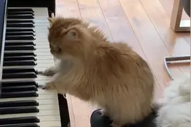 猫咪学主人弹钢琴，有模有样的边看琴谱边弹，有艺术细胞的猫咪视频封面