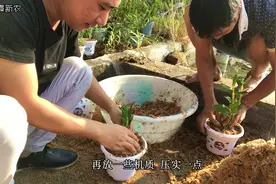 石斛枝条上长芽啦，怎么种石斛的高芽呢，丹霞新农给你答案视频封面