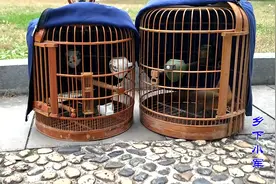 画眉鸟喂养口诀：为什么说“黄雀三蜕卖，画眉三蜕买”视频封面