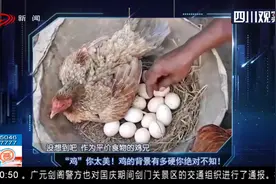 “鸡”你太美！鸡征服世界，鸡的背景有多硬你绝对不知！