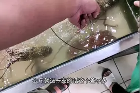 40块人民币一斤的大龙虾，还是大西洋出产的，想来一个吗？