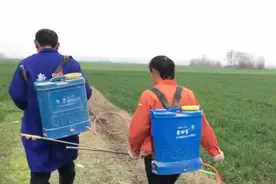 为何有些农民喷洒草甘膦时，喜欢添加柴油、洗衣粉？你看作用是啥视频封面