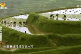 农业的奇才！袁隆平的杂交水稻被推广，10年间全国增产1000亿公斤