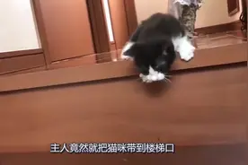 主人教小猫学下楼梯，胆小的猫咪经过主人指引，勇敢迈出了第一步