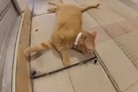 猫咪走着走着突然躺在地上了，走过去一看，并不是晕倒，就单纯懒