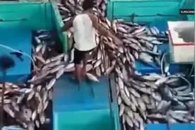 惊人的快速金枪鱼捕鱼技巧，太多的鱼！ 在大海上捕捉金枪鱼