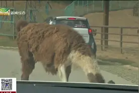 金牛湖野生动物王国自驾游有门道