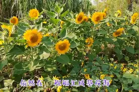 厦门园博苑:美丽的向日葵花海