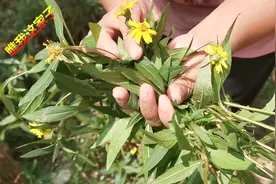 老妈妈得了重感冒，嗓子都冒烟了，摘了一种草药，搅碎成汁就能喝