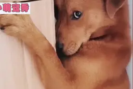 金毛偷吃东西被抓现行，躲在柜子角落里不敢出来，眼神太逗了！视频封面