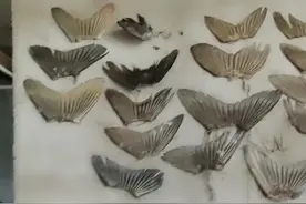 我真的不知道我爸爸为什么每一次杀鱼都要把鱼尾巴贴在墙上视频封面