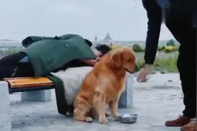 主人带金毛流浪，金毛捡个碗乞讨，还知道谢谢给它施舍的路人！视频封面