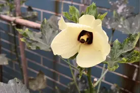 生活中常吃的一种蔬菜，花朵叶子可以入药，全身是宝，你认识吗？