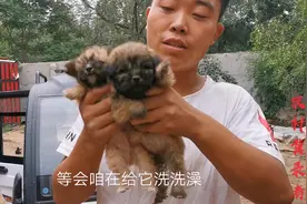 给痊愈的狗狗洗澡,狗狗洗完高兴地跳起了舞