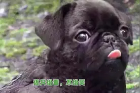 给你瞅瞅传说中的狗头鹰，上古神兽，全球只有一只视频封面