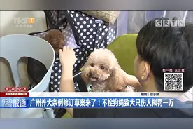 广州养犬条例修订草案来了！不拴狗绳致犬只伤人要罚一万