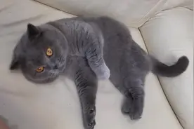 主人戳猫咪，猫咪都懒得搭理主人，我才不跟你石头剪刀布呢