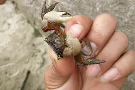 广州南沙河里有很多这种小螃蟹，能不能吃呀?怎么煮才好吃呢?