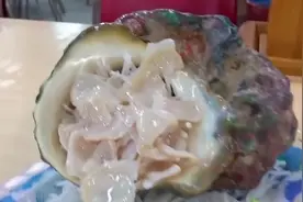 大个头海蜗牛，刀功处理细致。片片的洁白嫩肉嚼嚼几下，肯定Q弹