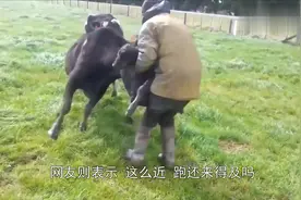 男子作死抱走小牛犊，牛妈气不过，网友：跑还来得及吗视频封面