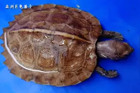 亚洲巨龟苗子平时怎么喂？小苗子建议投喂这种食物为佳视频封面