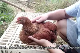 介绍下自己养的鸡，养成肉鸡后最重的有十斤左右哦。视频封面