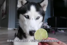 哈士奇乱吃东西的原因