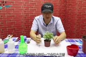 金边六月雪盆栽怎么养？学会这几招，变身美美盆景桩，美翻阳台